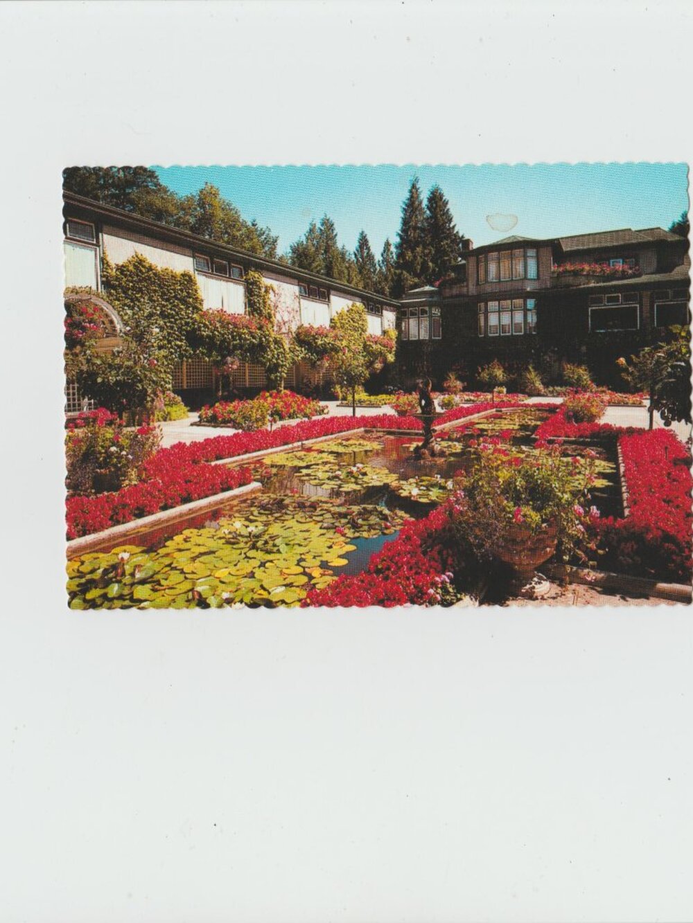Vintage Postcard - The Italian Garden Butchart Garden's - Peacock Postcard